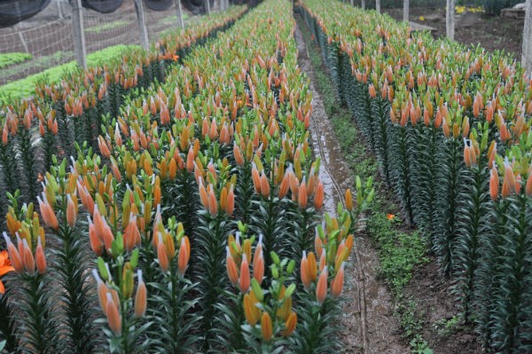 Tay Tuu flower village in Spring  - ảnh 12